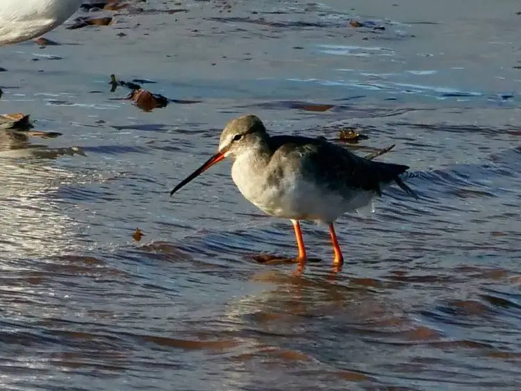 The Natural Habitat of the Exe Estuary